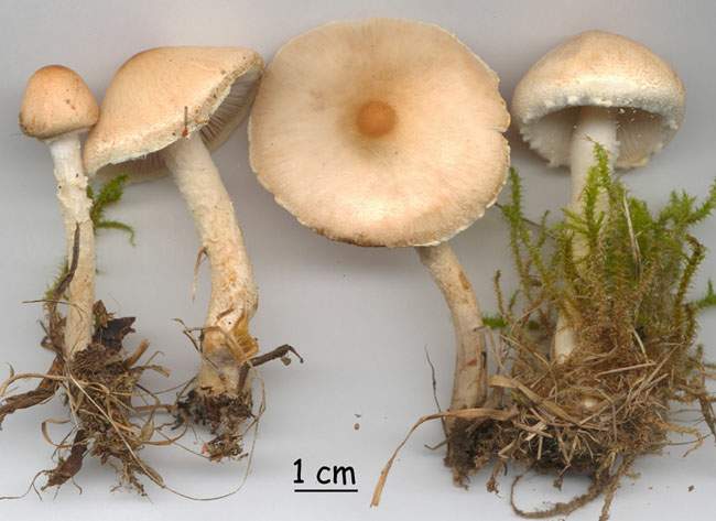 Lepiota oreadiformis